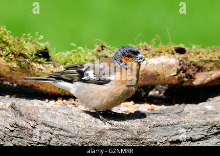 Fringuello maschio su un bird feeder tabella Fringilla coelebs Foto Stock