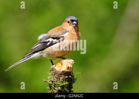 Maschio di fringuello appollaiato su un ramo Fringilla coelebs Foto Stock