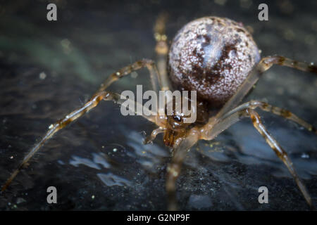 Close up macro casa comune ragno con grande addome Foto Stock