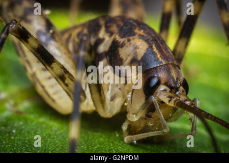 Extreme closeup grotta macro cricket sulla foglia verde, il fuoco selettivo Foto Stock