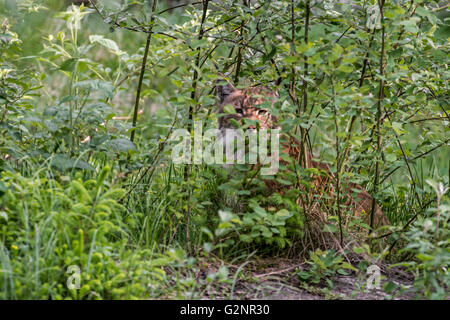 Eurasian (Lynx Lynx lynx) nascosti nella boscaglia stalking preda Foto Stock