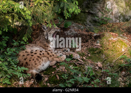 Assonnato eurasiatica (Lynx Lynx lynx) di appoggio nella foresta di pini e sbadigli Foto Stock