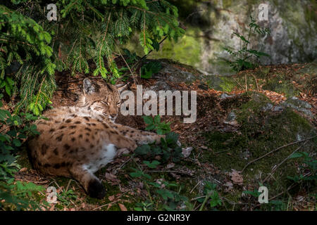 Eurasian (Lynx Lynx lynx) dormire sotto pino nella foresta di conifere Foto Stock
