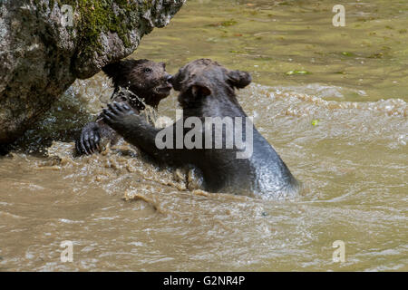 Due giocoso l'orso bruno (Ursus arctos) cubs divertirsi da playfighting in acqua di stagno in primavera Foto Stock