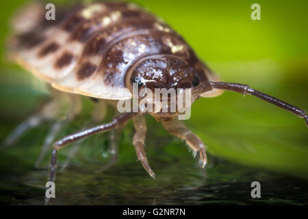 Viola Roly Poly bug pillola su roccia verde in macro close up foto Foto Stock