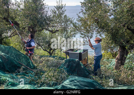 La raccolta di olive kalamata, vicino a Kardamyli nelle mani esterna, MESSINIA, PELOPONNESO Meridionale, Grecia Foto Stock