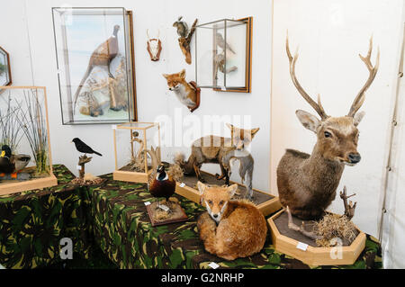 Selezione di tassidermia animali imbalsamati e uccelli Foto Stock