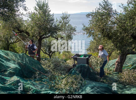 La raccolta di olive kalamata, vicino a Kardamyli nelle mani esterna, MESSINIA, PELOPONNESO Meridionale, Grecia Foto Stock