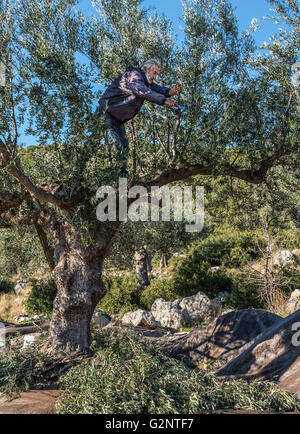 La raccolta di olive kalamata, vicino a Kardamyli nelle mani esterna, MESSINIA, PELOPONNESO Meridionale, Grecia Foto Stock