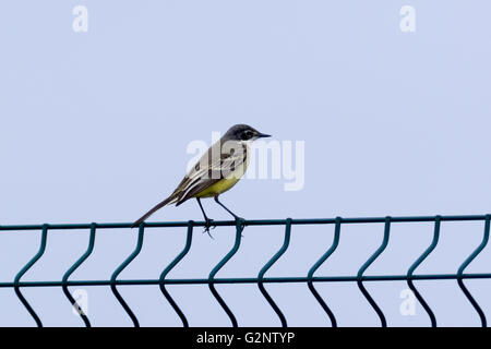 A testa nera Wagtail (Motacilla feldegg, Motacilla flava feldegg). Russia, Sochi (Adler). Foto Stock