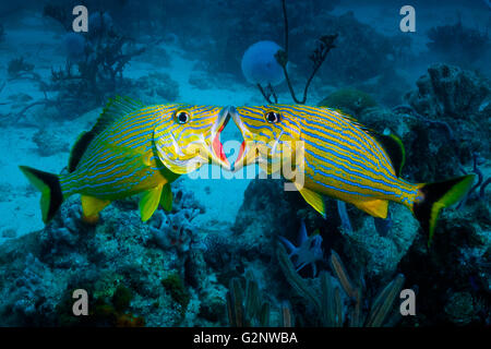 Blu-striped grugniti in battaglia. Foto Stock