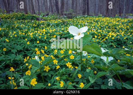 Un singolo Trillium spicca in un tappeto di fiori selvatici giallo Foto Stock