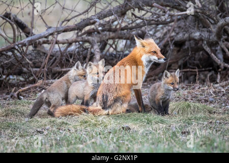 Una femmina di volpe rossa (Vixen) e il suo kit Veglio Foto Stock