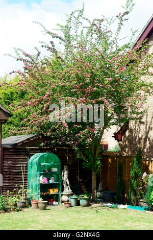 ALBERO DI BIANCOSPINO Foto Stock