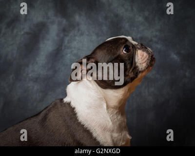 Miley la femmina Boston Terrier piccolo cane di razza Foto Stock