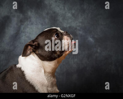 Miley la femmina Boston Terrier piccolo cane di razza Foto Stock