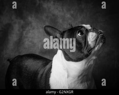 Miley la femmina Boston Terrier piccolo cane di razza Foto Stock