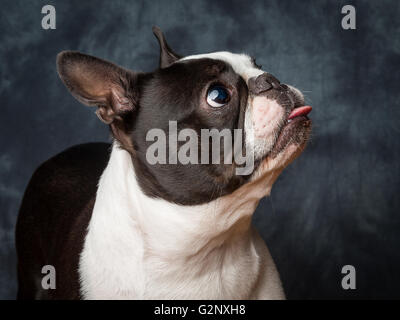 Miley la femmina Boston Terrier piccolo cane di razza Foto Stock