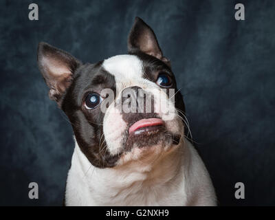 Miley la femmina Boston Terrier piccolo cane di razza Foto Stock