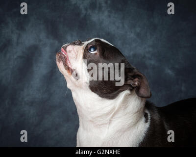 Miley la femmina Boston Terrier piccolo cane di razza Foto Stock