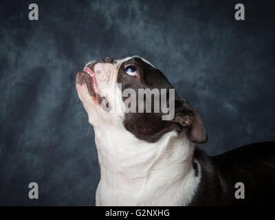 Miley la femmina Boston Terrier piccolo cane di razza Foto Stock