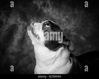 Miley la femmina Boston Terrier piccolo cane di razza Foto Stock