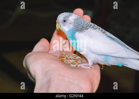 Budgie seduto su un palmo di mano Foto Stock