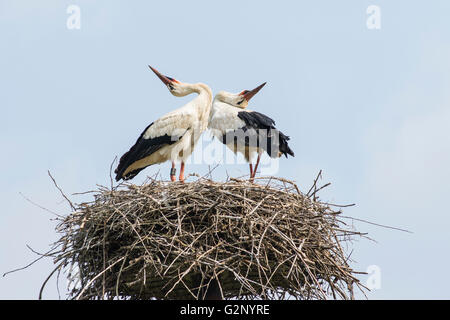 Cicogne sul nido Foto Stock