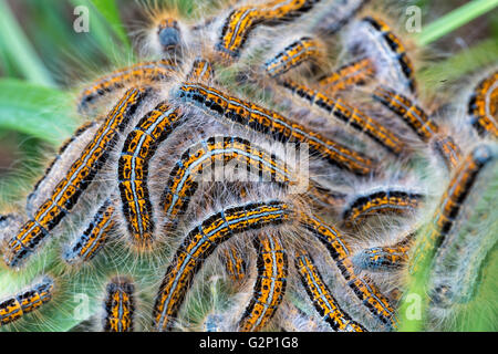 Giovani bruchi nel nido (Lymantria dispar) Foto Stock