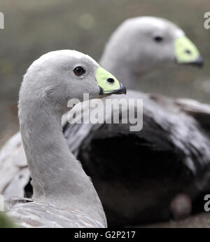 Cape Barren Goose.Cereopsis novaehollandiae residente nell'Australia meridionale. Foto Stock