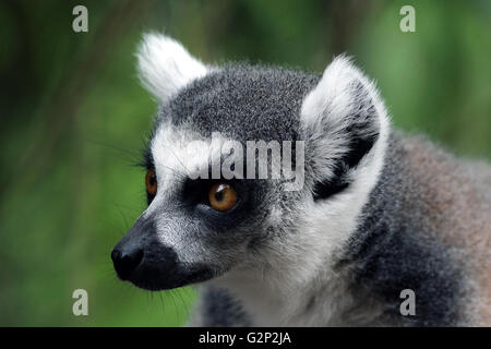 Anello-tailed lemur Lemur catta strepsirrhine primate Lemuridae il solo membro del genere Lemur. Foto Stock