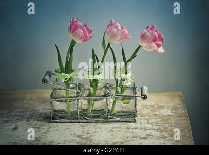 Tre belle color pastello rosa tulipani in vasi di vetro decorativo e il cestello di metallo Foto Stock