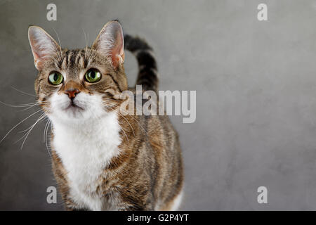 Ritratto di un tre housecat colorati guardare avanti Foto Stock