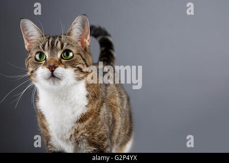 Ritratto di un tre housecat colorati guardare avanti Foto Stock