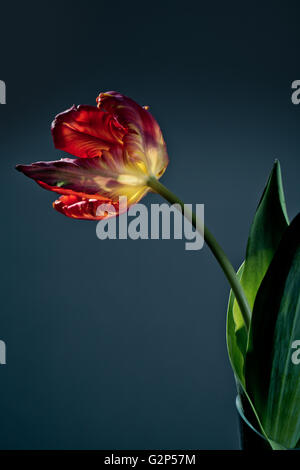 Unico red tulip blossom su sfondo scuro Foto Stock