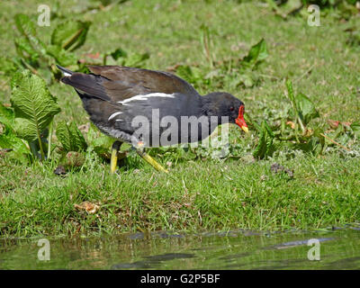 Adulto alimentazione Moorhen al bordo dell'acqua Foto Stock