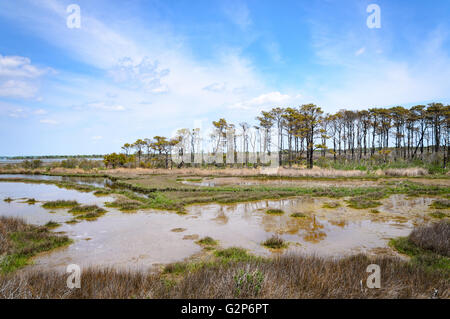 Assateague Island Foto Stock