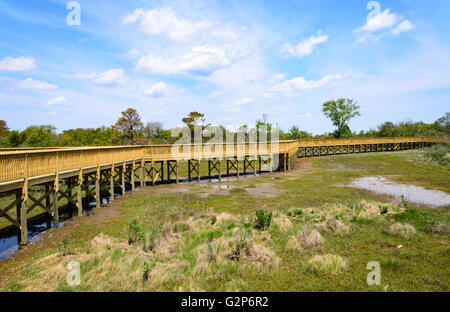 Assateague Island Foto Stock