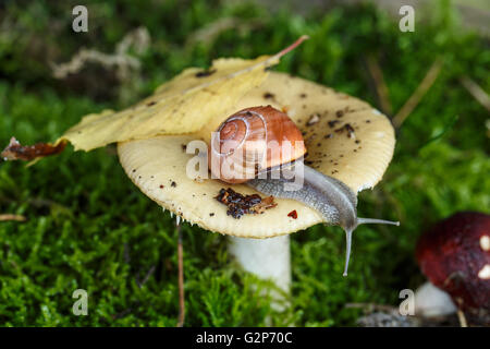 Autunno a tema con immagine lumaca sul fungo della foresta con foglie e muschio Foto Stock