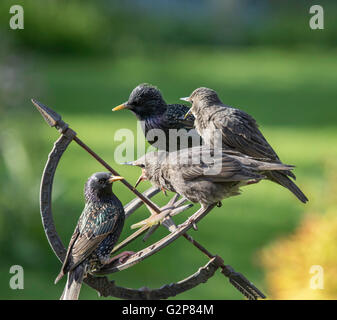 Per gli storni europei (Sturnidae) con i ragazzi in un giardino, England, Regno Unito Foto Stock