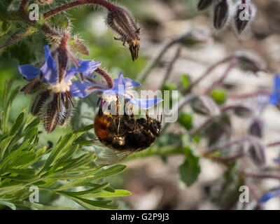 Un bumblebee raccogliere il polline di un fiore della borragine Foto Stock