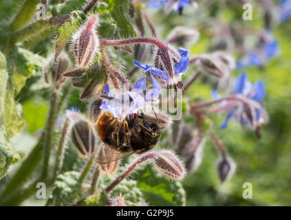 Un bumblebee raccogliere il polline di un fiore della borragine Foto Stock