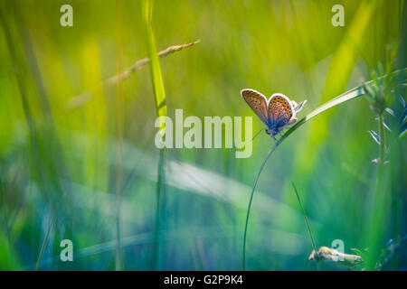 Stupenda farfalla e colori eccezionali. Sfondo di estate Foto Stock