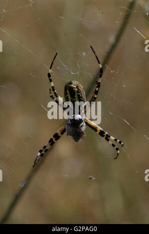 Orb-web spider - Wasp spider (Argiope bruennichi) sul web con la preda Vaucluse - Provence - France Foto Stock