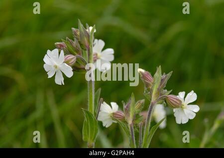 White campion (Silene alba - Melandrium album - Silene latifolia) fioritura in primavera Foto Stock