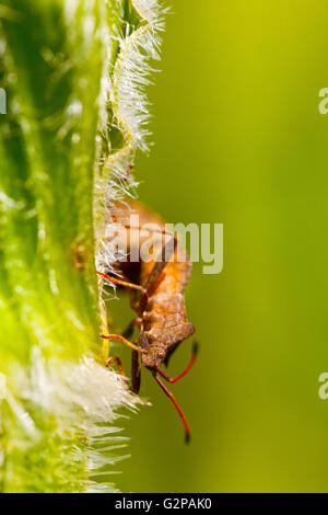 Coreus marginatus noto anche come il dock bug Foto Stock