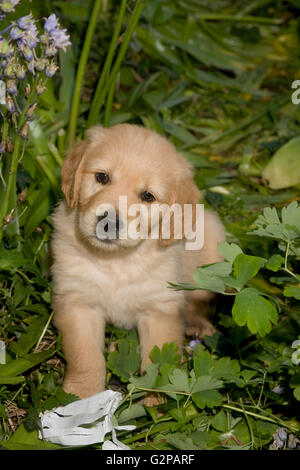 Maschio di golden retriever cucciolo in piedi nel giardino immerso nel verde e bluebells Foto Stock