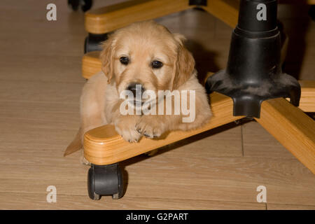 Il golden retriever puppy in ufficio di studio sulla sedia girevole su pavimento in laminato Foto Stock