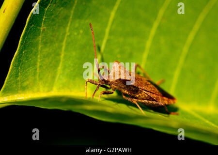 Coreus marginatus noto anche come il dock bug Foto Stock