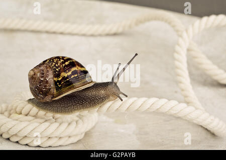 Snail strisciando sul tavolo, guardando intorno curiosamente Foto Stock